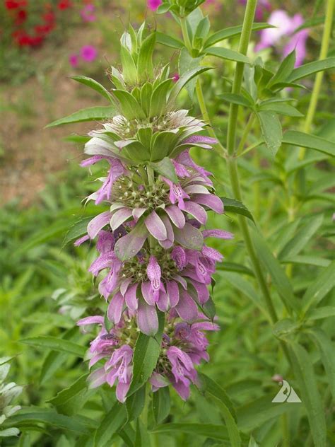 Lemon Mint (Monarda citriodora) | Applewood Seed Company