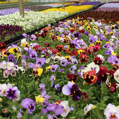 Pansy vs Viola Edible Flowers | Nurtured in Norfolk