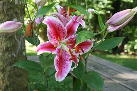 Stargazer Lily Meaning and Symbolism (Perfection & Success)