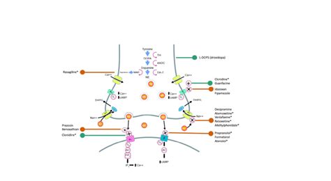 A) Noradrenaline synthesis pathway, distribution of pre and... | Download Scientific Diagram