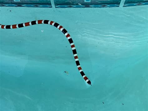 Fake coral snake in my pool : r/snakes