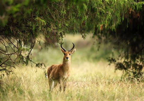 Reedbuck Images – Browse 302 Stock Photos, Vectors, and Video | Adobe Stock