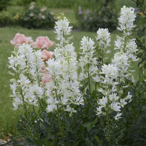 Dictamnus albus 'Albiflorus' | Perennial Resource