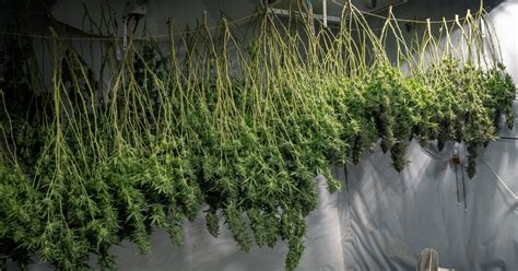 How to Grow Indoor Weed for Beginners