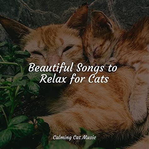 Play Beautiful Songs to Relax for Cats by Music for Cats Deluxe, Cat ...