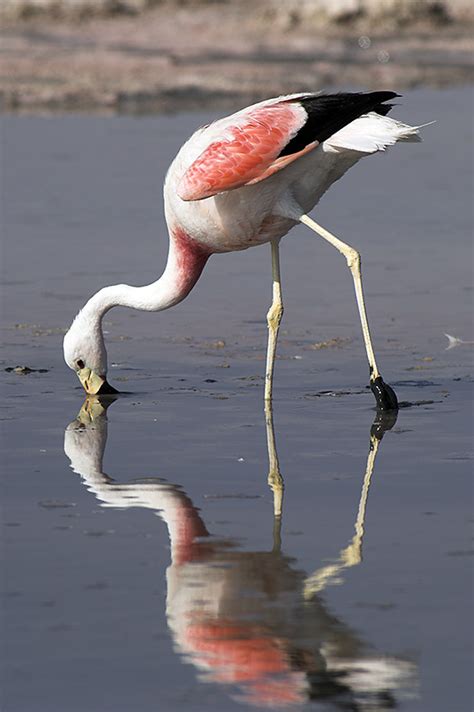 Andean Flamingo - BirdForum Opus | BirdForum