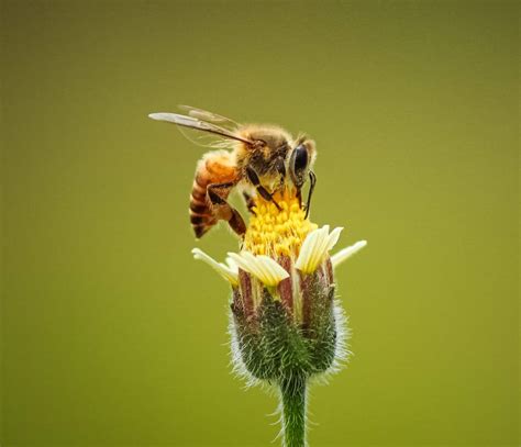 The Italian Bee: Why Beekeepers Love Them Most - Beekeeping 101