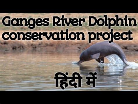 Ganges River Dolphin conservation project || Indus River dolphin - YouTube