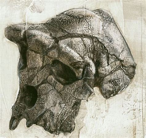 Sahelanthropus tchadensis skull. Artwork of a Our beautiful Wall Art ...