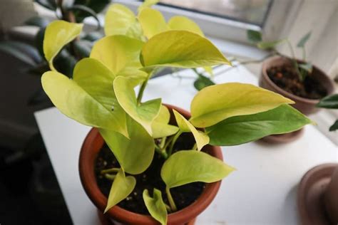 Variegated Pothos Care: The Ultimate Guide (+ 13 Varieties)