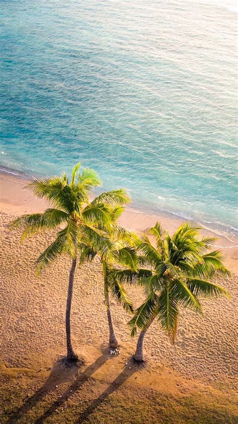 Palm trees, aerial, beach, blue, nature, palm tree, sand, sea, HD phone wallpaper | Peakpx
