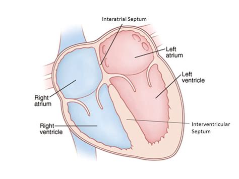 INTERVENTRICULAR SEPTUM- band of tissue that separates right and left ventricles. INTERATRIAL ...