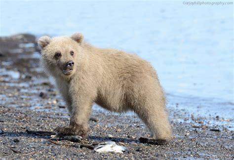 arjayhillphotography.com - Journal - Baby Brown Bear