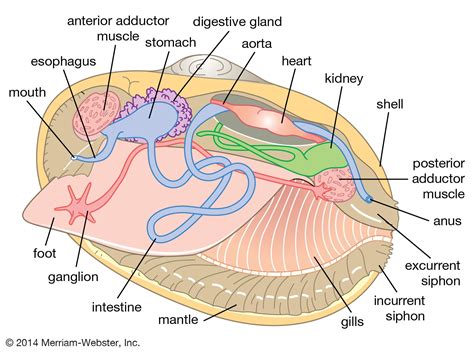 clam - Kids | Britannica Kids | Homework Help