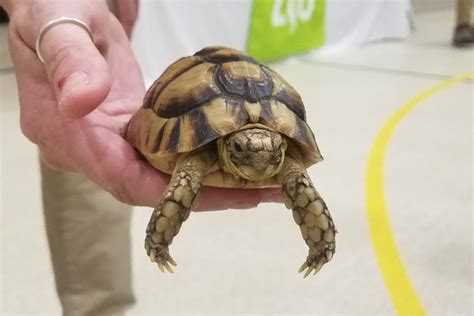 Egyptian Tortoise | The Maryland Zoo