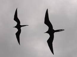 Image result for iwa bird | Bird silhouette, Bird, Frigatebird