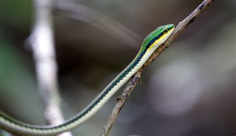 snake-curu-wildlife-reserve - 1st Day of Summer