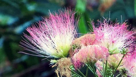 Four Common Invasive Trees — Nashville Tree Conservation Corps