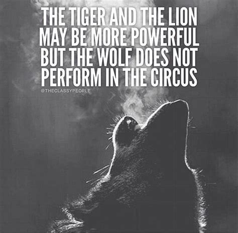 The Tiger and Lion may be powerful but the Wolf does not perform in the circus | Wolf quotes ...