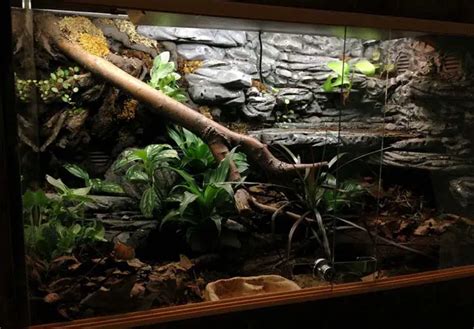 Jungle Carpet Python Enclosure Temperature | www.cintronbeveragegroup.com