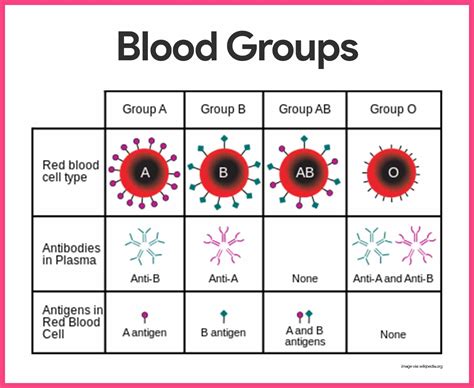 Blood Anatomy and Physiology: Study Guide for Nurses