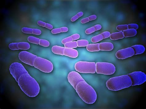 Microscopic view of Listeria monocytogenes. Listeria monocytogenes is ...