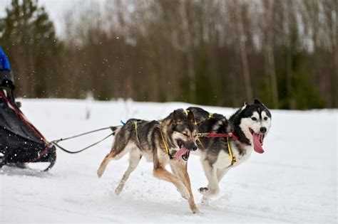 Premium Photo | Sled dogs pulling musher on sled