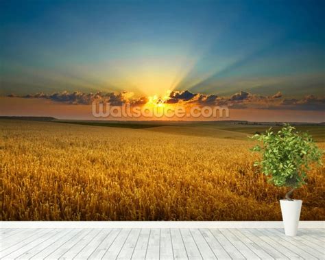 Golden field Wallpaper Wall Mural | Wallsauce USA