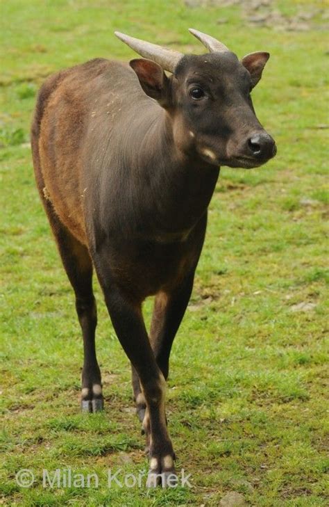 Image - Bubalus depressicornis (Lowland Anoa) | BioLib.cz in 2021 ...