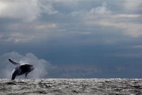 2024 (Bogota) Whale watching in Bahía Solano