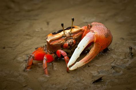 How to Care for a Pet Fiddler Crab