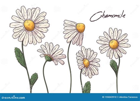 Floral Botany Illustrations. Vector Sketches Chamomile Flowers Stock ...