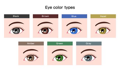 Human Pupil Eyeball Variations Eye Color Types Illustration Stock Illustration - Download Image ...