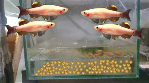 breeding golden white cloud mountain minnow fish simple method» Aquarium Fish breeding Project ...