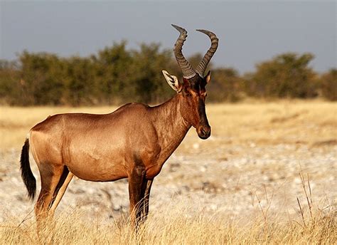 Makadi Safaris | Red Hartebeest