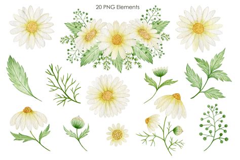 Watercolor Daisy Clipart, Chamomile spring flowers, Hand Painted Daisy wreath, Daisy Bouquets ...