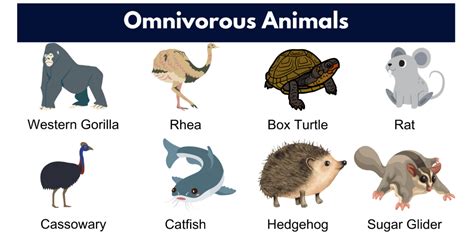 Omnivore Animals- Names, List and Examples