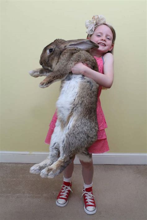 Darius the rabbit from Worcester is the world's biggest Easter bunny | Metro News