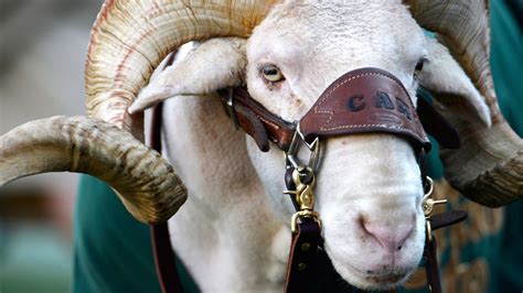 Colorado State Rams' mascot 'CAM the Ram' dies before rivalry game - ESPN