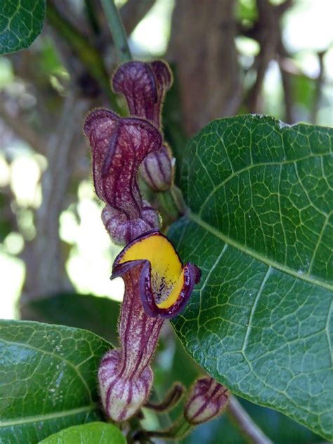 Richmond Birdwing Butterfly Vine - Pararistolochia praevenosa | Australian native plants, Bee ...