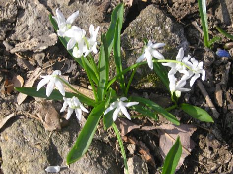 Franklin County (PA) Gardeners: Early Spring - 2012 - Siberian Squill