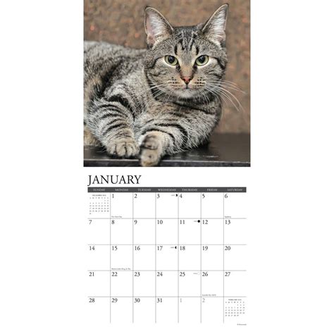 2024 Cat Calendars For Sale Amazon - Luci Simona