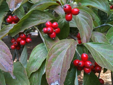 'Tis the season for dogwood berries (Harvey Cotten) - al.com