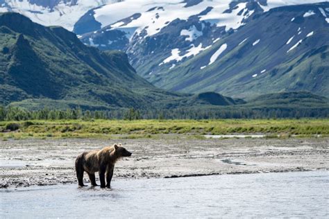 Alaska Wildlife Viewing in Kenai | I Love Kenai