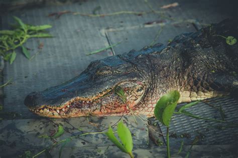 Guided Alligator Hunts in Louisiana | New Orleans Alligators