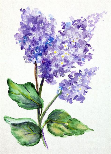 Lovely Lilacs by Pattie Calfy | Lilac painting, Watercolor art ...