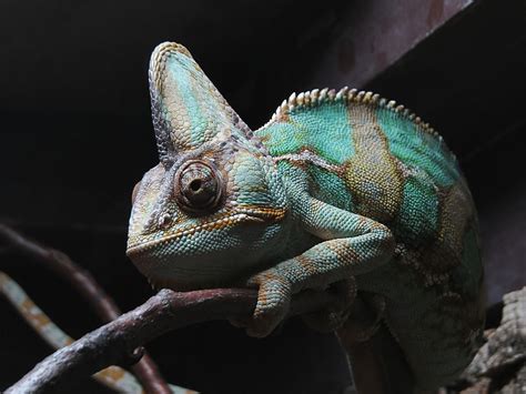 70+ Types of Chameleons (With Pictures): Chameleon Species Guide