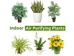 House Plants to Improve Indoor Air Quality | St. Louis HVAC Tips