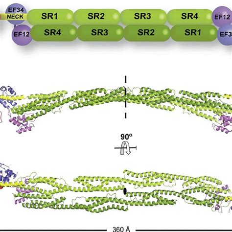 Complete Structure of a -Actinin-2 in Closed Conformation (A) Domain... | Download Scientific ...