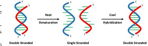 Figure A.1. Principles of DNA denaturation and hybridization ...